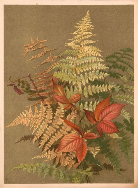 6 Fern Pictures - Vintage Botanicals! | Autumn fern, Fern wall art, Fern prints