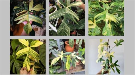 Beberapa Jenis Philodendron Super Cantik Untuk Hiasan Rumah