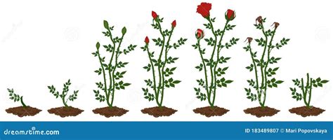 Stages Of Red Rose Plant Growth Stock Vector Illustration Of