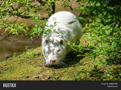 Large White Nutria Image Photo Free Trial Bigstock