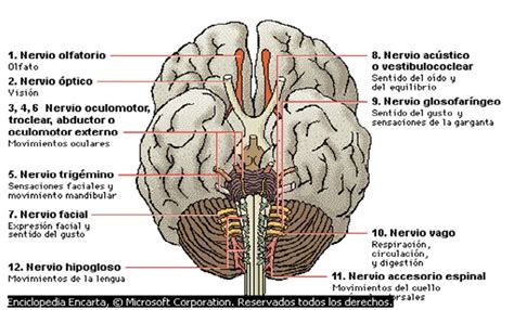 Anatomia 2 IV PAR CRANEAL NERVIO TROCLEAR