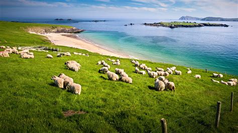 Sheep Grazing On Hillside Blasket Islands County Kerry Ireland