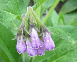 Buy Live Comfrey Root Cuttings True Common Comfrey Seeds Organic