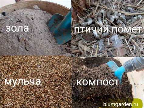 Питание растений в открытом грунте ⋆ blumgarden.ru