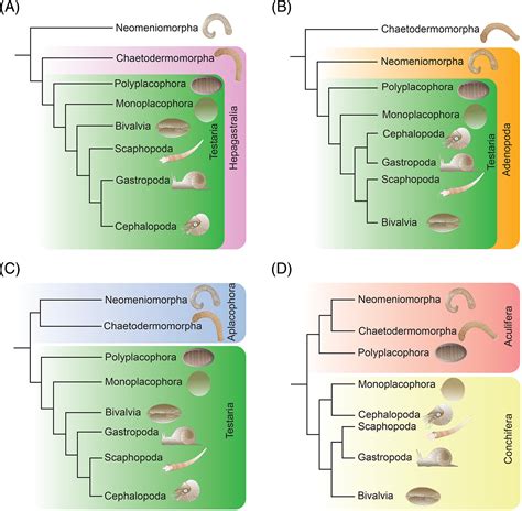 The Evolution Of Molluscs Wanninger 2019 Biological Reviews