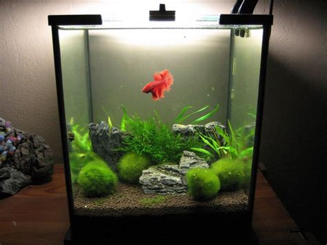 5 Gallon Freshwater Nano Betta Tank Betta Fish Tank Betta Tank