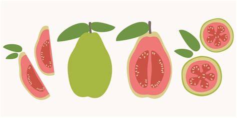 Premium Vector Guava Flat Design Vector Illustration Composition Of A