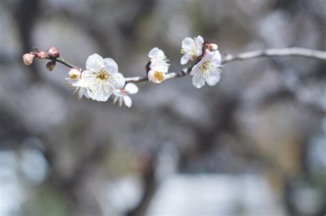 Premium Photo | Photo of clear sky and beautiful plum blossoms plum ...