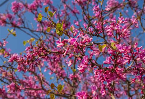 Free Images Cercis Flower Tree Spring Branch Pink Redbud Red