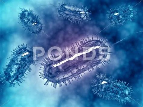 Group Of Escherichia Coli Bacteria Cells Known As E Coli Graphic