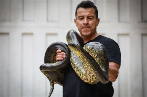 What Is the Biggest Snake in the World? | Outdoor Life