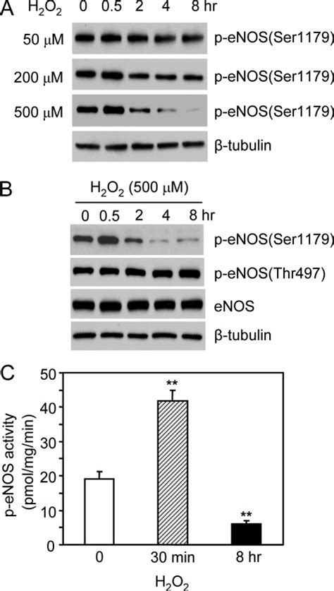 Bidirectional Effects Of H 2 O 2 On Enos Ser 1179 Phosphorylation And Download Scientific