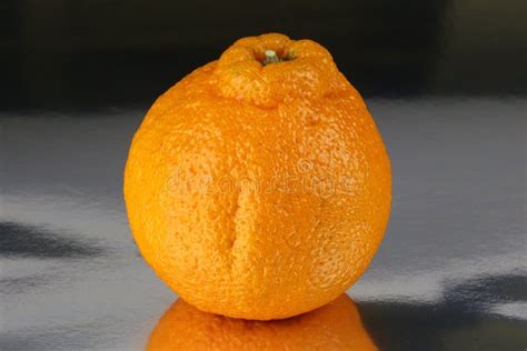 Sumo Mandarin Orange Citrus Reticulata Stock Photo Image Of Good