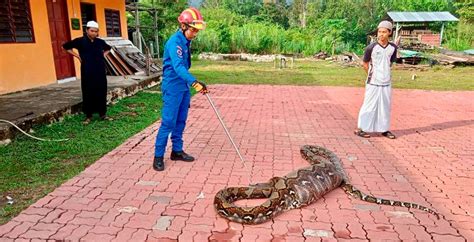 Atrapan Una Serpiente Pit N De Metros Y Kilos Tras Comerse Una