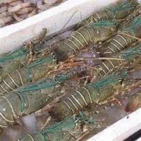 Frozen Lobsters Wholesale Price Mandi Rate For Frozen Lobsters In India