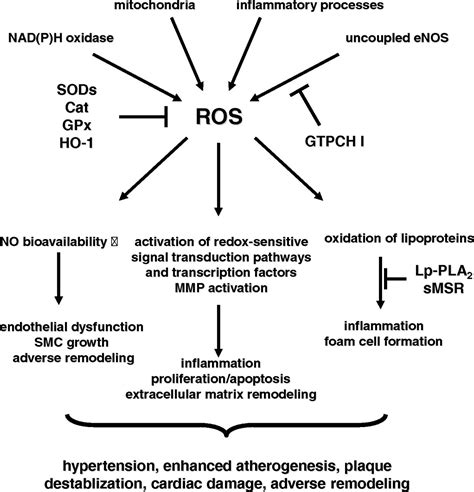 Antioxidant Gene Therapy For Cardiovascular Disease Circulation