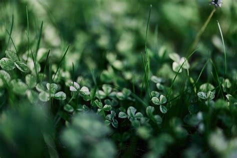 Hierba verde botánica y naturaleza paisajismo para el hogar paisajismo