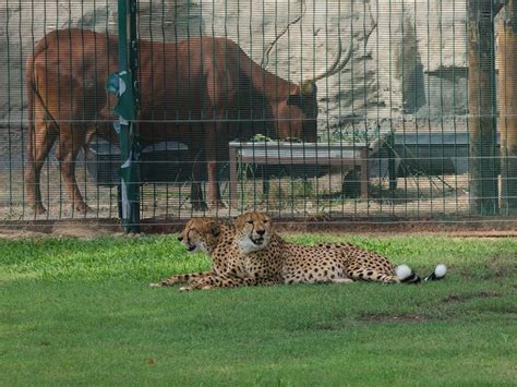 Want To Visit Dubai Safari Park All You Need To Know Things To Do