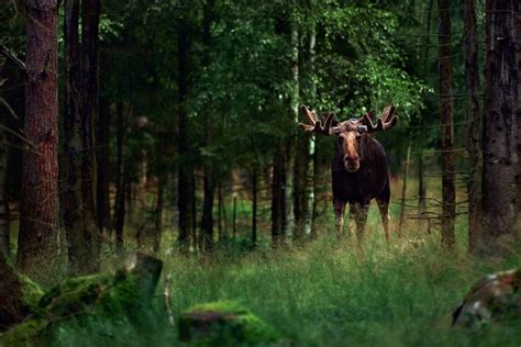 Wild Animals in Germany: The Beasts are Back! - funkyGERMANY