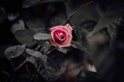 Premium Photo | A pink rose sits in a dark garden.