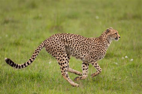 cheetah running: Thierry Delozier: Galleries: Digital Photography Review