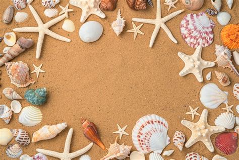 Fondo De Conchas Y Estrellas De Mar En La Arena De La Playa Foto Premium