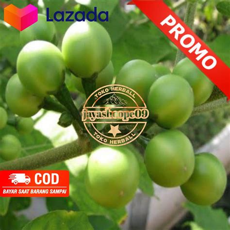 Buah Cepokan Takokak Hutan Segar Per 500 Grm Lazada Indonesia