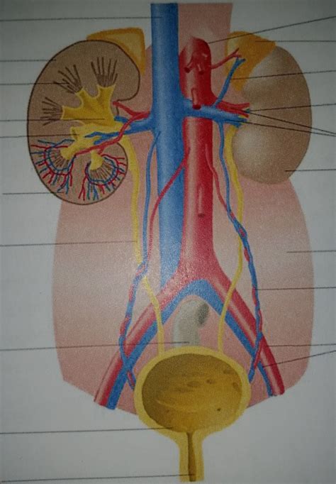 Anatomie Harnsystem Diagram Quizlet