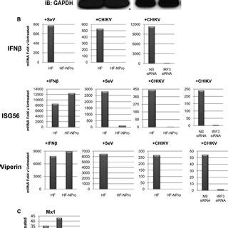 Irf Is Essential For Chikv Induced Ifn Isg Transcription A