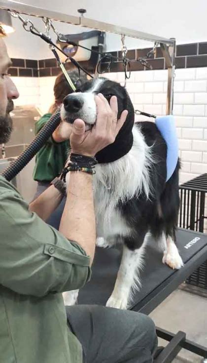 Peluquer A Canina Protocolos De Seguridad Manejo Y Confort Mascotas