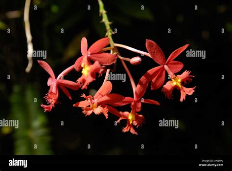 Epidendrum Hybrid Fotografías E Imágenes De Alta Resolución Alamy