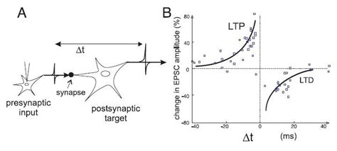 Spike Timing Dependent Plasticity A Diagrammatic Image Of Time