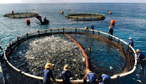 Mariculture - Definition of Mariculture