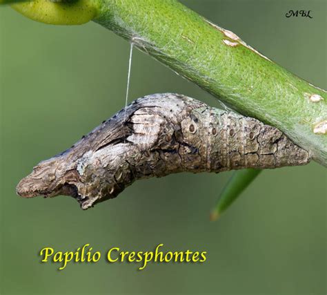 How To Raise The Giant Swallowtail Butterfly Through Life Cycle Monarch Butterfly Life