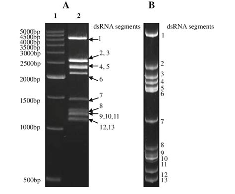 Analysis of the SsRV dsRNA genome by electrophoresis. Purified genomic ... 
