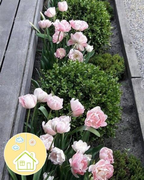 Дачные хитрости: полезные советы для садоводов 🌸 #дача #идеи ...
