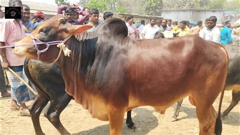 আজ ৩০ মার্চ২৩ বড় বড় খামার উপযোগী ষাঁড় গরু মাংসের ওজন সহ কেমন দামে কেনাবেচা হয়