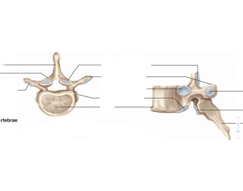 Thoracic vertebrae landmarks Quiz