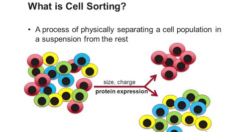 Cell Sorting Faculty Of Medicine Flow Cytometry Facility - Bank2home.com