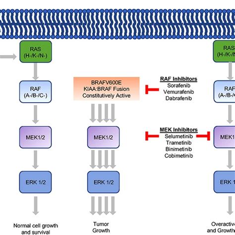 Mitogen Activated Protein Kinase Map Kinase Pathway Inhibition The