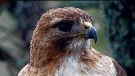 Red-tailed hawk: Up close and personal | Texas Backyard Wildlife