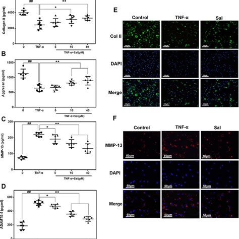 Sal inhibited TNF α driven ECM degradation in human OA chondrocytes