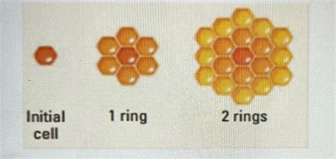 Solved Domestic Bees Make Their Honeycomb By Starting With A