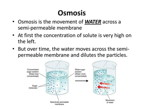 Osmosis And Diffusion Ppt Download