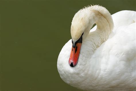 Swan Song | BirdNote