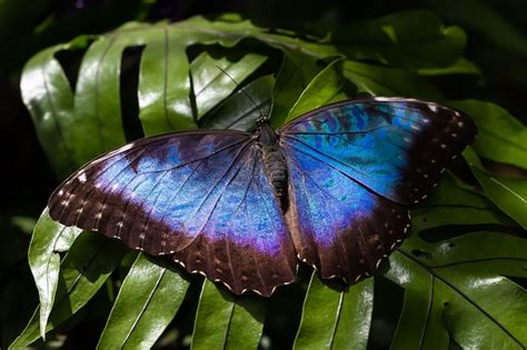 Primer Plano De Una Gran Mariposa Morpho Azul Peleides Con Hermosas