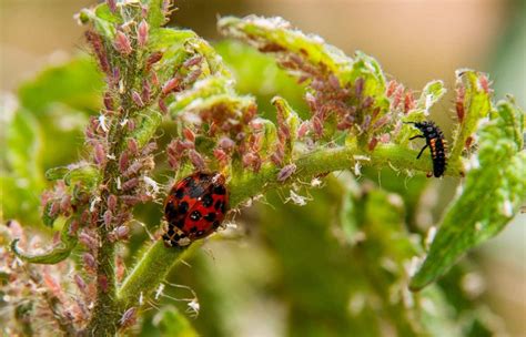 Biological Control With Predators And Parasitoids Nc State Extension