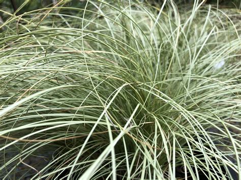 Carex Frosted Curls