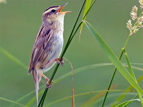 Willow Warbler Bird Facts (Phylloscopus trochilus) | Birdfact