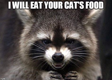 Raccoon Cat Meme